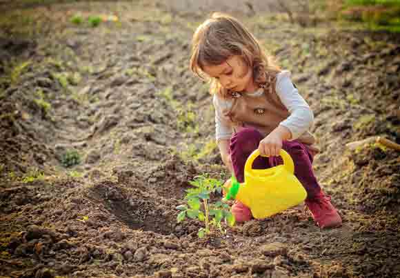 garden_drought