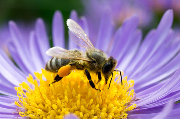 Honey bee on a flower