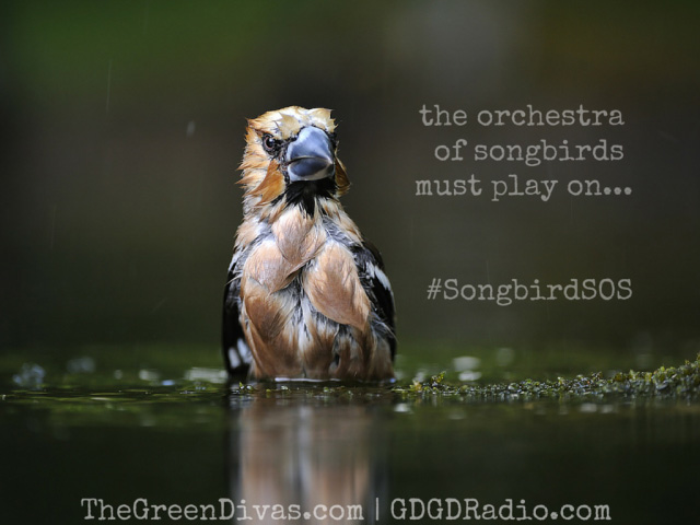 Songbird with caption "the orchestra of songbirds must play on"