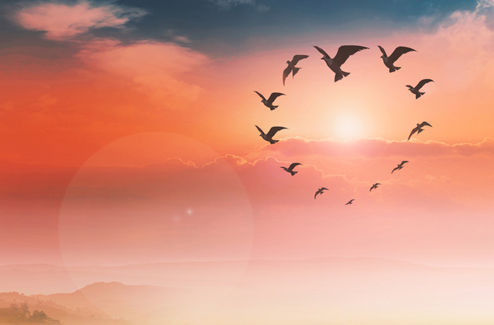 Birds flying in a circle against a pink sky