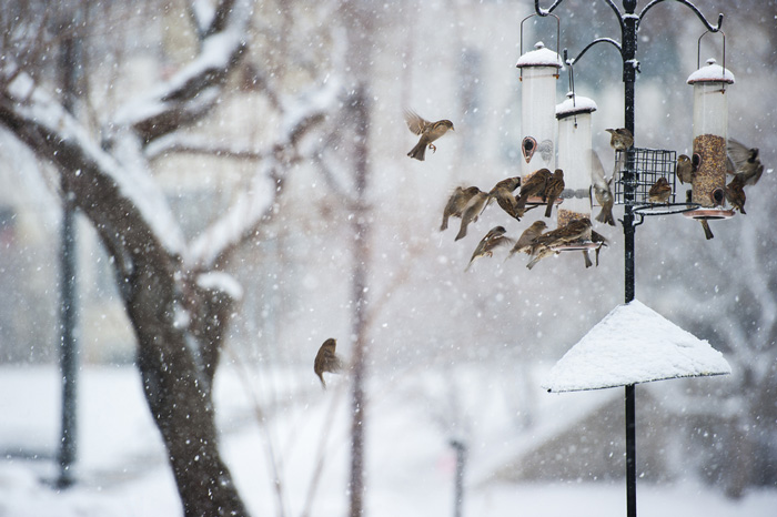 birds_feeder_winter