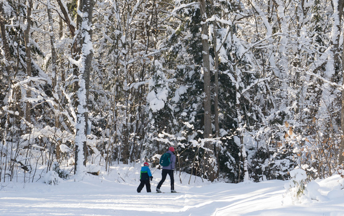 Parent and child cross country skiing