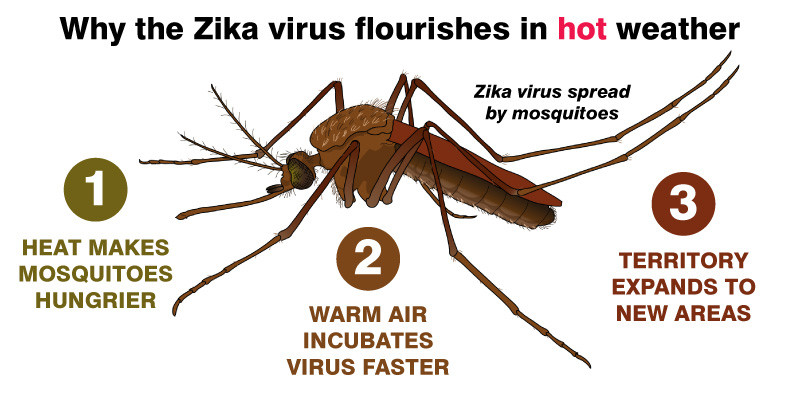 zika virus hot weather graphic