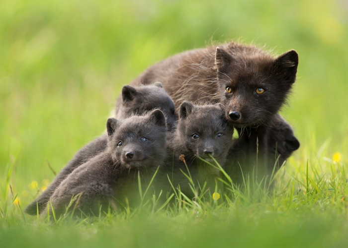 Arctic fox and her babies.