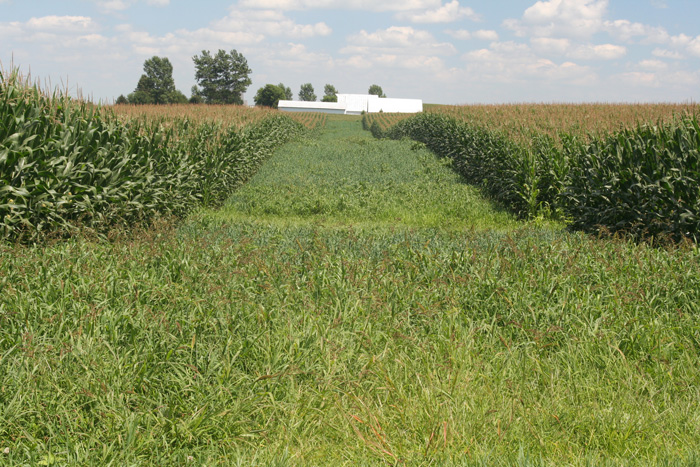 The images are of a field that was planted in June of 2015. They are in-field prairie strips planted into corn and soy bean fields. There were 10 total strips planted. Photo: Ashley Kittle at the Prairie Tallgrass Center in Iowa.