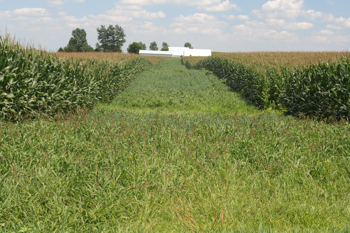 The images are of a field that was planted in June of 2015. They are in-field prairie strips planted into corn and soy bean fields. There were 10 total strips planted. Photo: Ashley Kittle at the Prairie Tallgrass Center in Iowa.