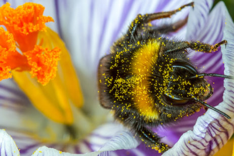 pollinator in flower