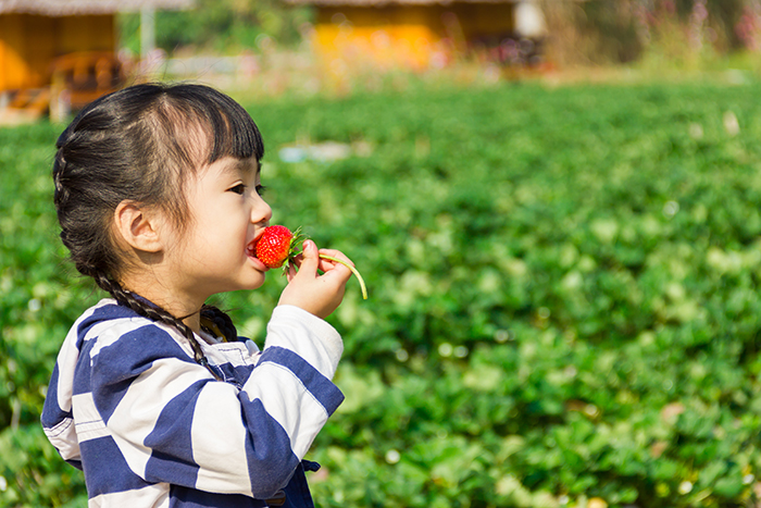girl eating strawberry - the fruit that has the most pesticides