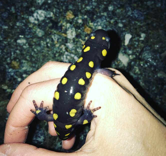 a spring salamander