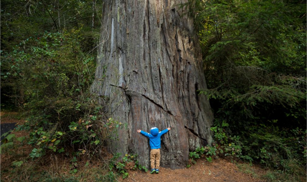 Little boy hugs a tree, what a way to celebrate Arbor Day!