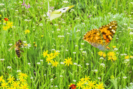 Plants and Pollinators Go Wild for "NO MOW MAY"
