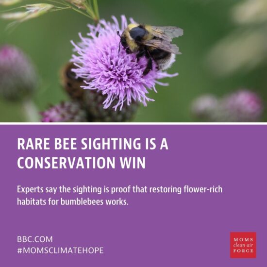 Rare Bee Sighting is a Conservation Win