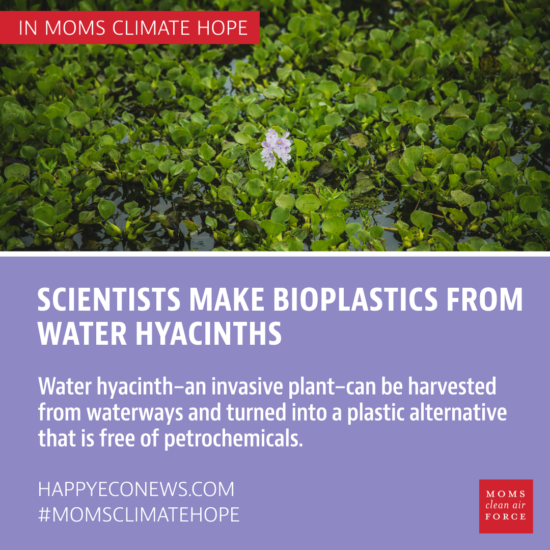 Scientists Make Bioplastics from Water Hyacinths