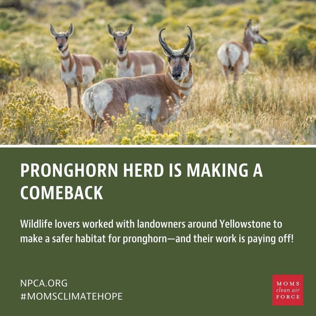 Proghorn Heard is Making a Comeback