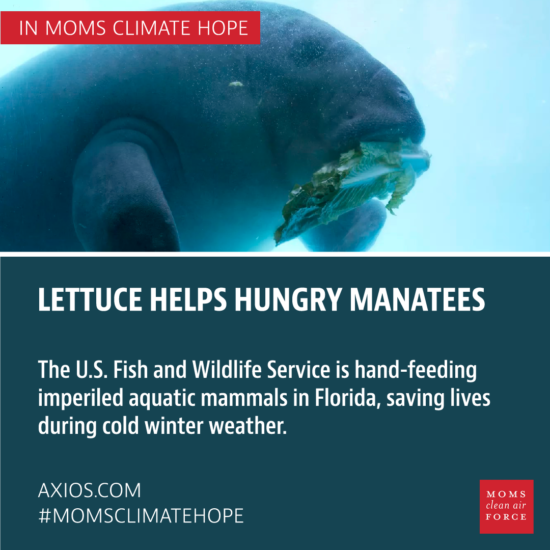Lettuce helps hungry manatees