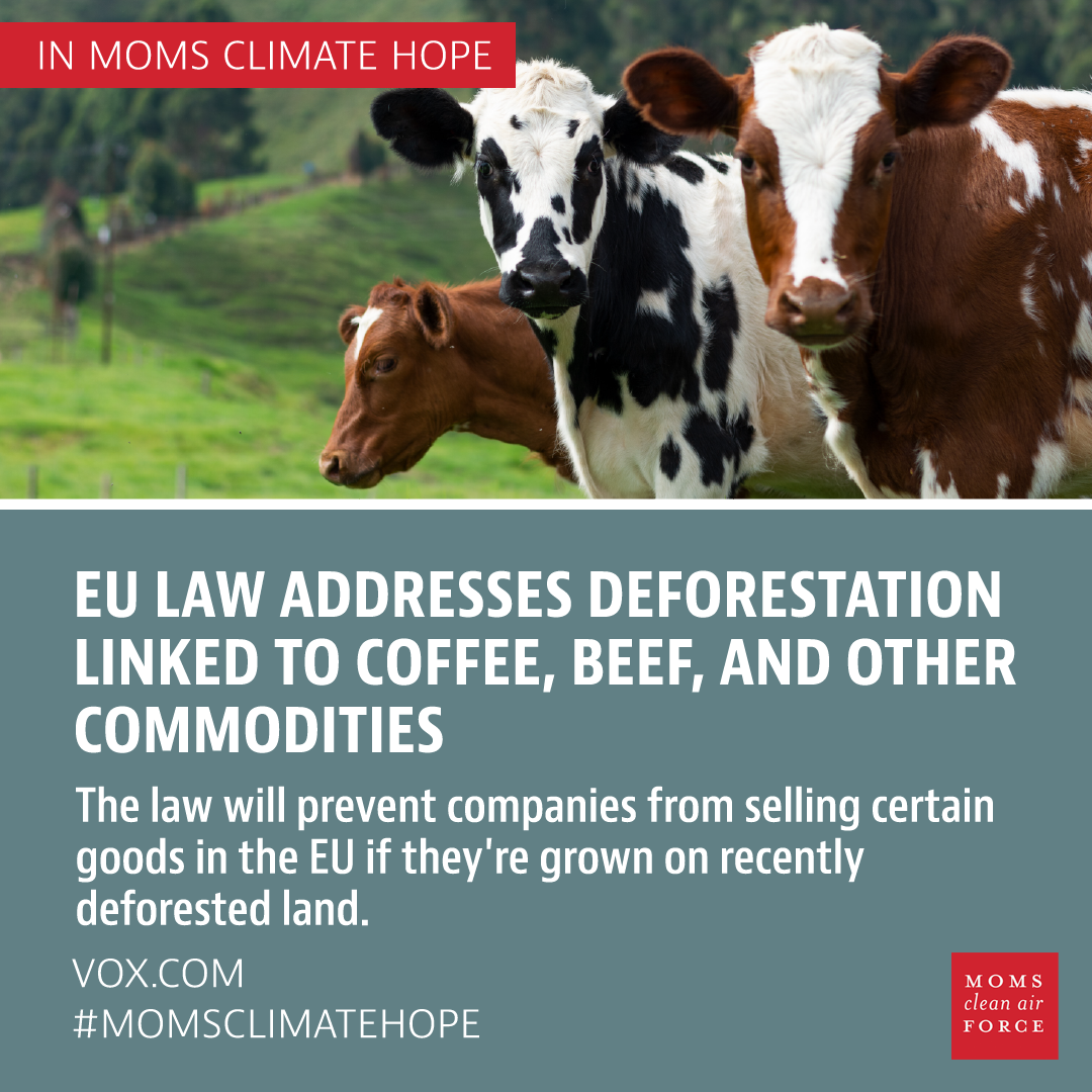 European Union law addresses deforestation linked to coffee, beef, and other commodities