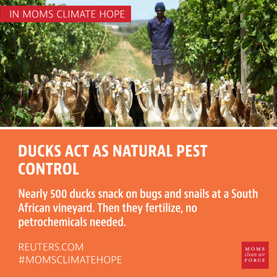 Ducks act as natural pest control
