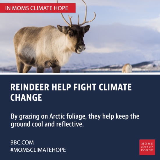 Climate Hope - Reindeer Help Fight Climate Change