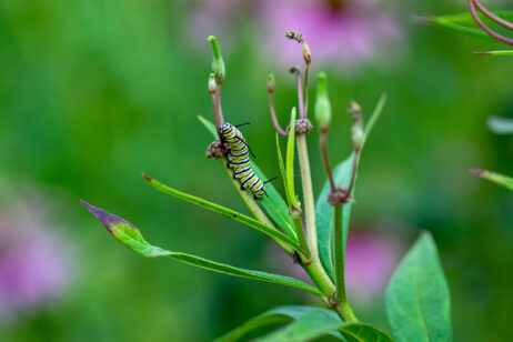 Caterpillars, Climate Grief, and a New Report on Climate Change and Children’s Mental Health