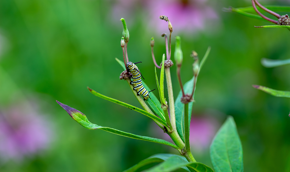 A monarch caterpillar, and a surprising source of climate grief 