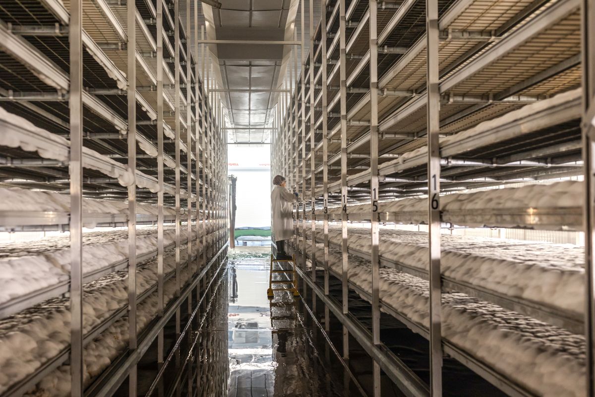 Ecovative grows a bacon alternative