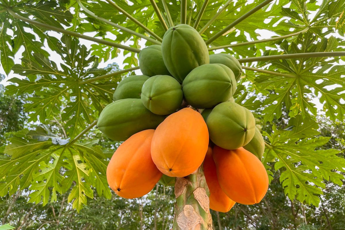 papaya tree