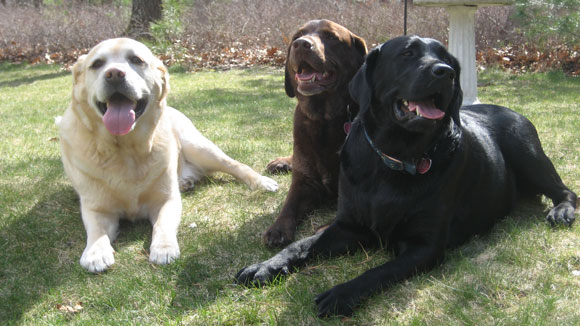 The labrador retrievers