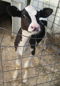 Calf in pen