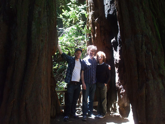 Three young men standing amongst huge tree trunks