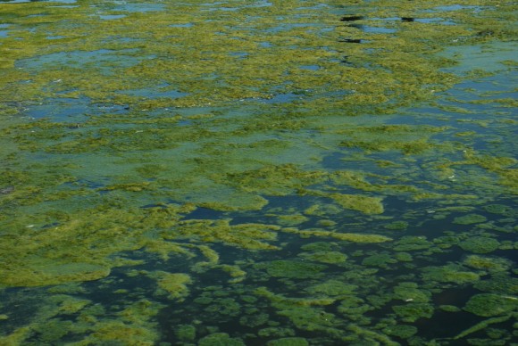 Photo of a lake covered in invasive algae 
