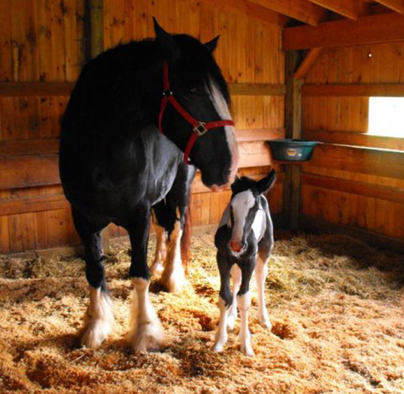 Horse with foal