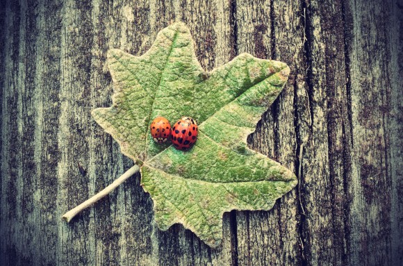 two ladybugs on a leaf