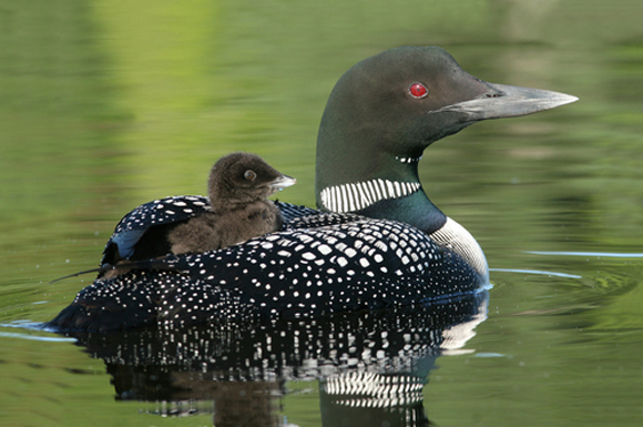 Mother loon and baby loon in lake