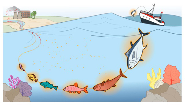 Mercury poisoning in fish graphic
