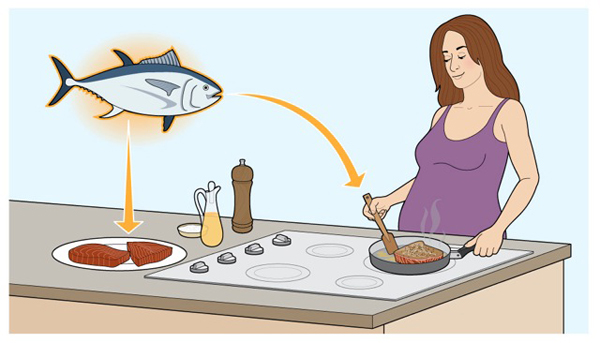 Mercury poisoning in fish graphic